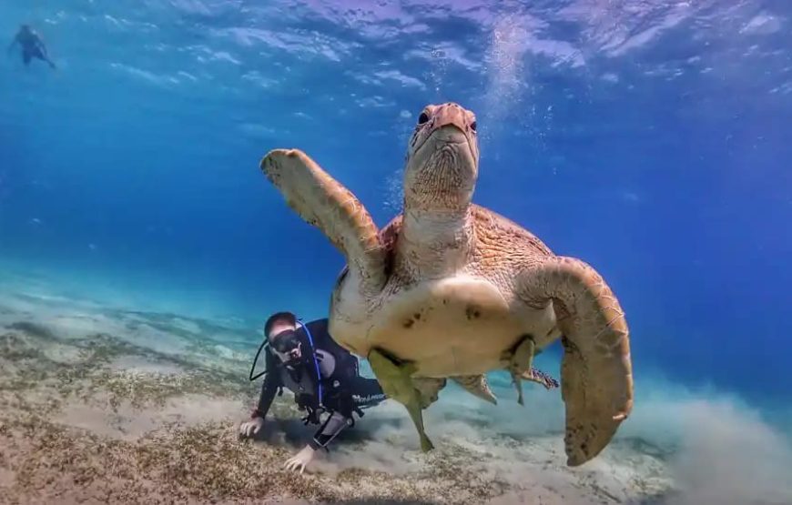 Шарм-Эль-Нага -коралловый заповедник в Сома-бей