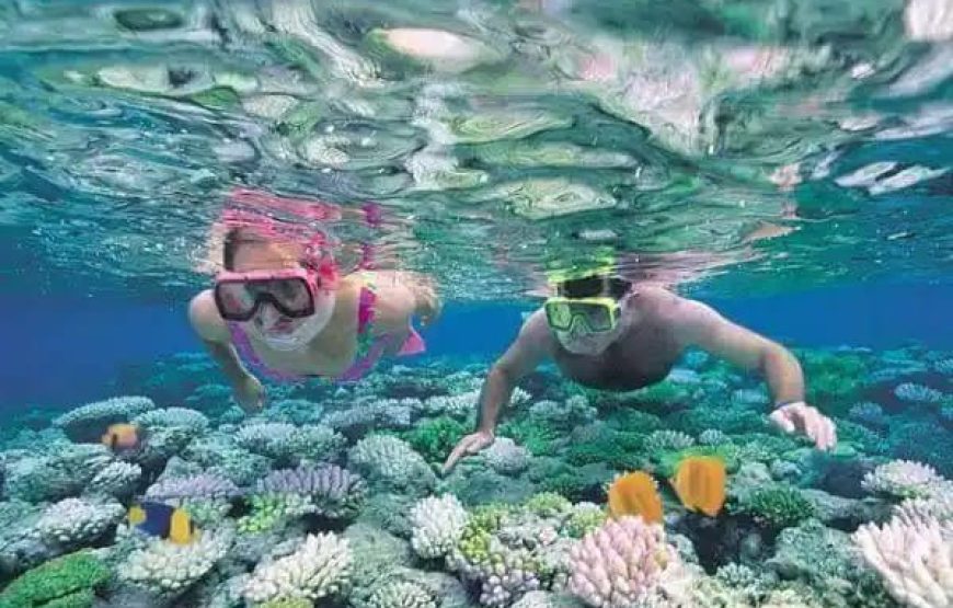 Дайвинг в Марса- Алам