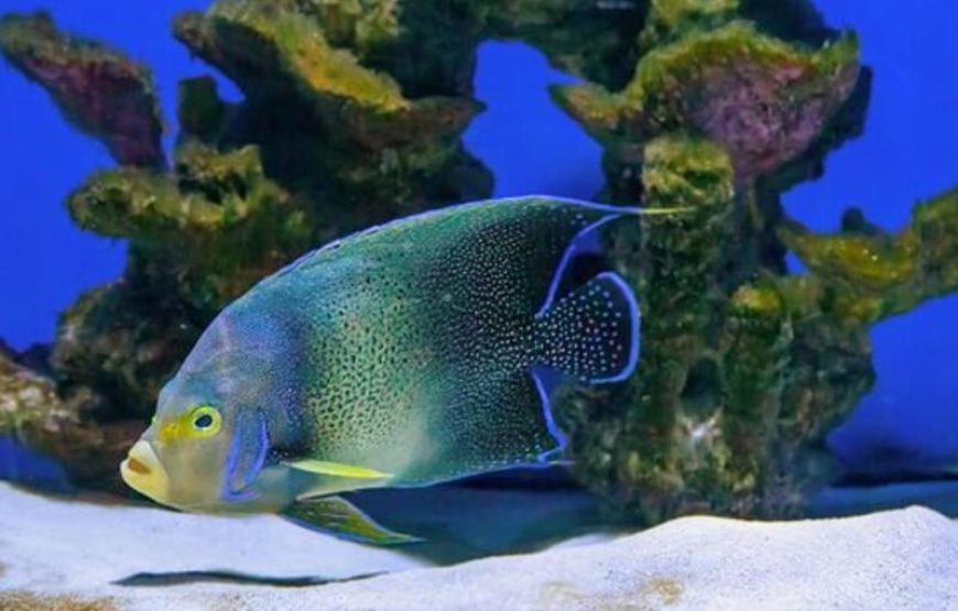 Гранд Аквариум в Хургаде