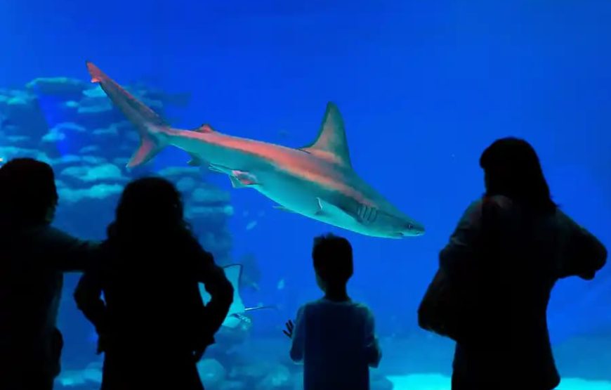 Гранд Аквариум в Хургаде