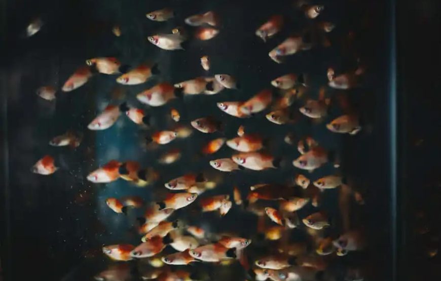 Гранд Аквариум в Хургаде