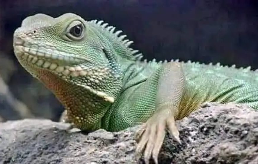 Гранд Аквариум в Хургаде