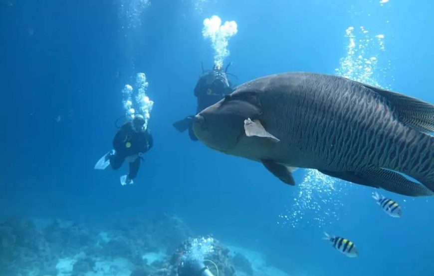 Бухта дельфинов в Хургаде