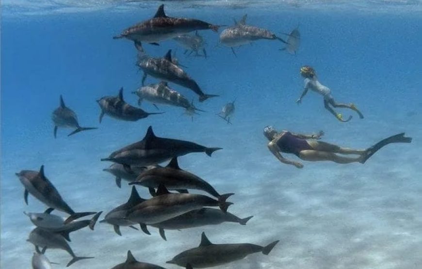 Бухта дельфинов в Хургаде