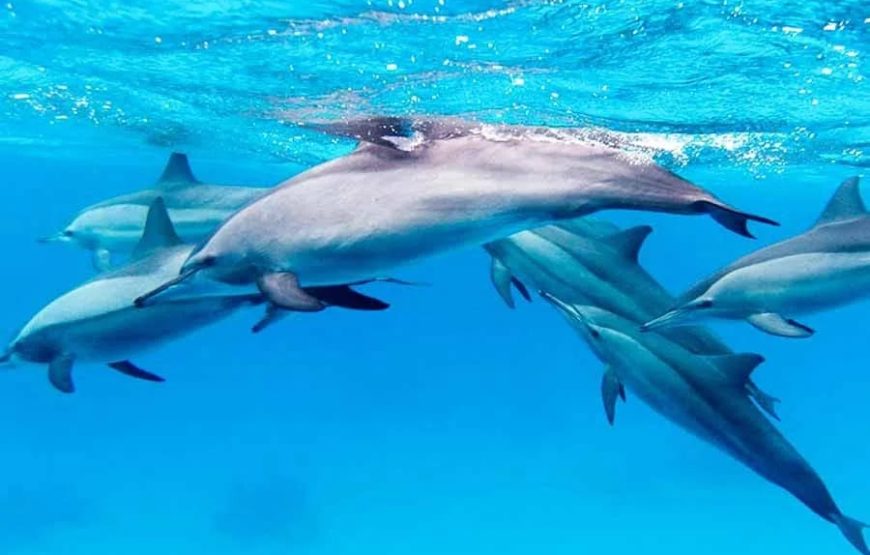 Дом дельфинов ( риф Сатайя ) в Марса-Алам