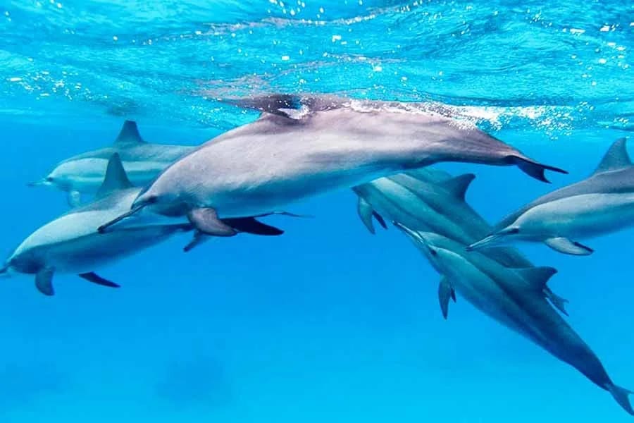 Морская прогулка( все в одном)