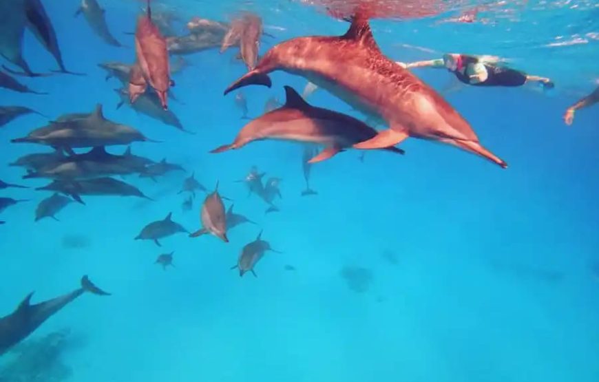 Бухта дельфинов в Хургаде