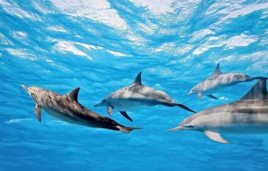 Бухта дельфинов в Хургаде