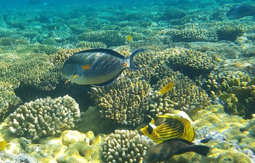 Райский остров,,Paradise -Hula Hulа