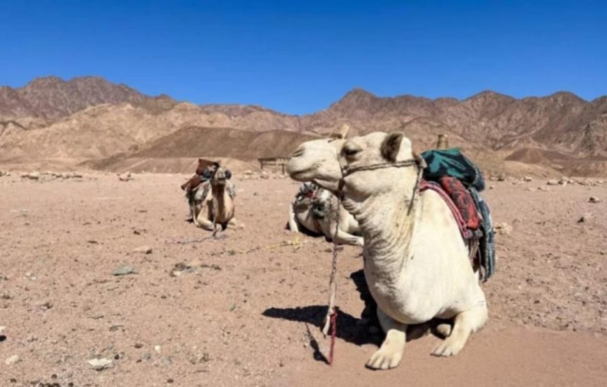 Супер-сафари для всей семьи в Марса-Алам