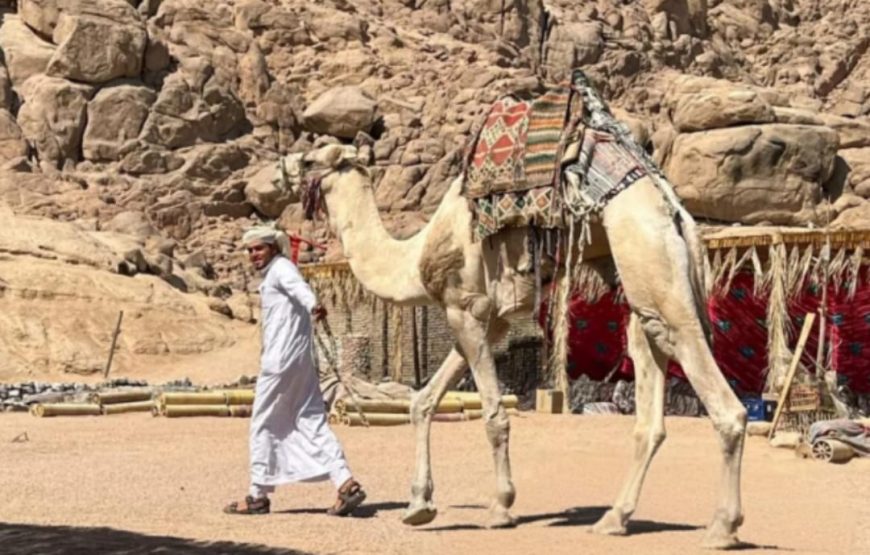 Мото- сафари ( квадроцикы ) в Марса -Алам