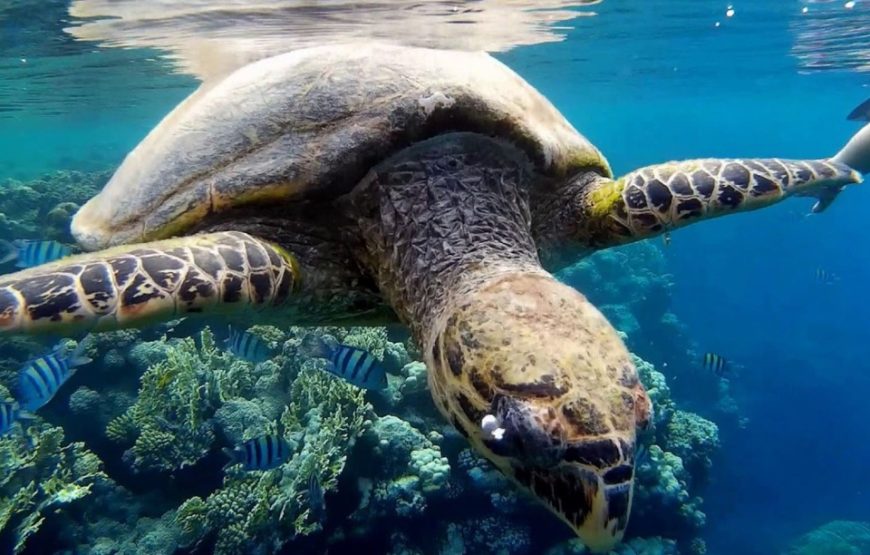 Заповедник Марса- Мубарка ( в Марса-Алам)