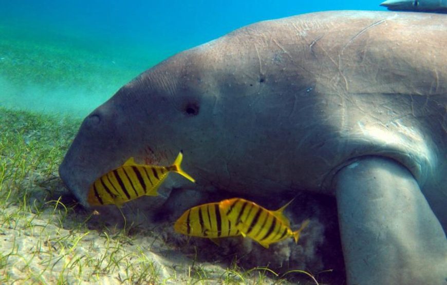 Заповедник Марса- Мубарка ( в Марса-Алам)