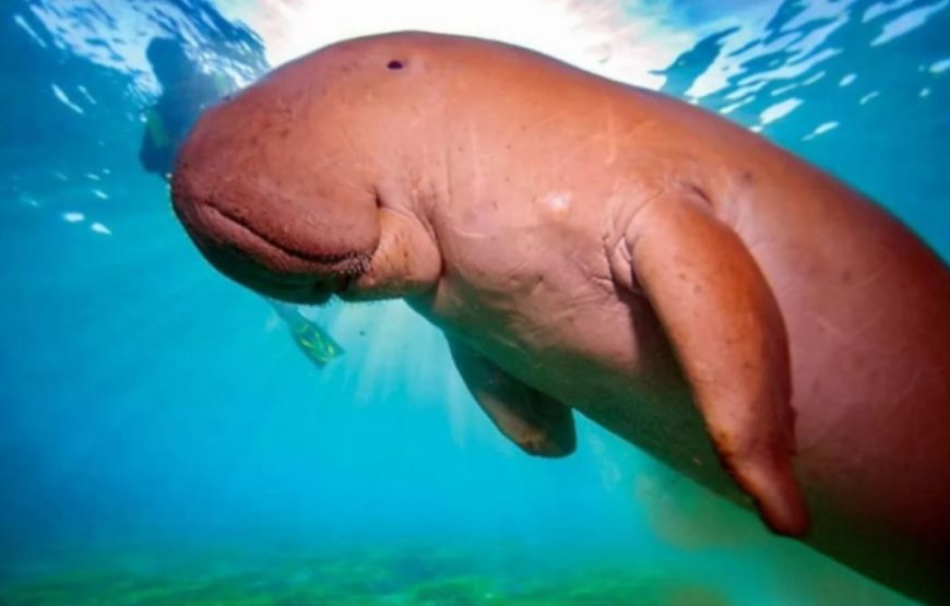 Заповедник Марса- Мубарка ( в Марса-Алам)