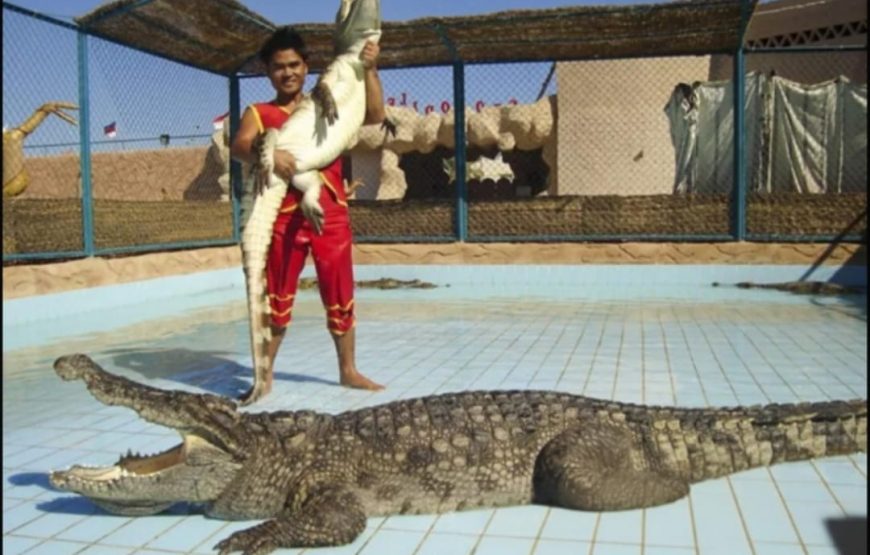 Шоу крокодилов и змей в Шарм- эль-Шейхе