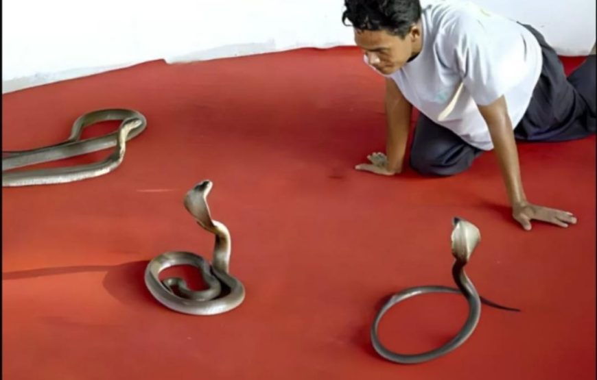 Шоу крокодилов и змей в Шарм- эль-Шейхе