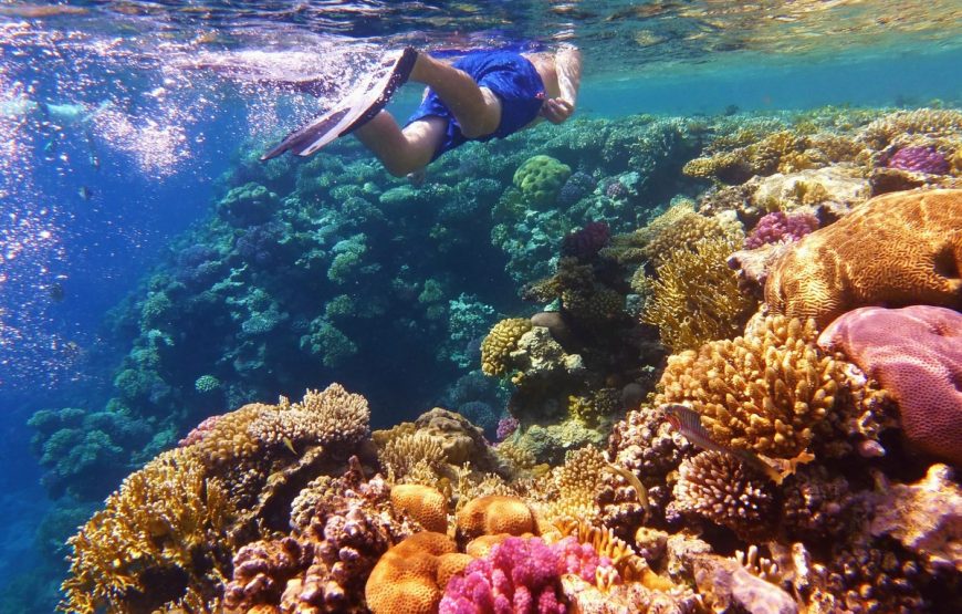 Заповедник Рас-Мохаммед (на автобусе)