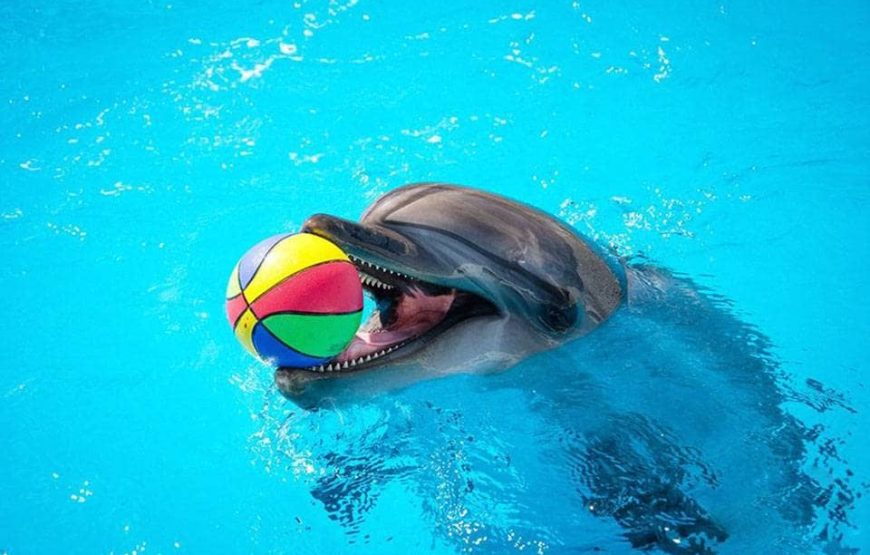 Дельфинарий  в Шарм эль Шейхе