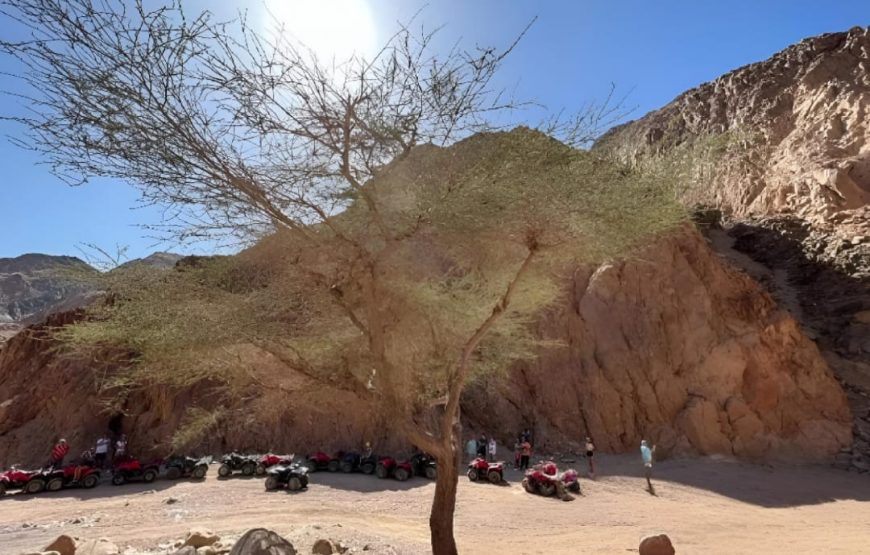 Сафари с ужином и шоу-квадро или багги