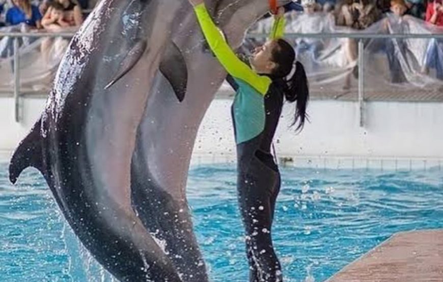 Дельфинарий  в Шарм эль Шейхе